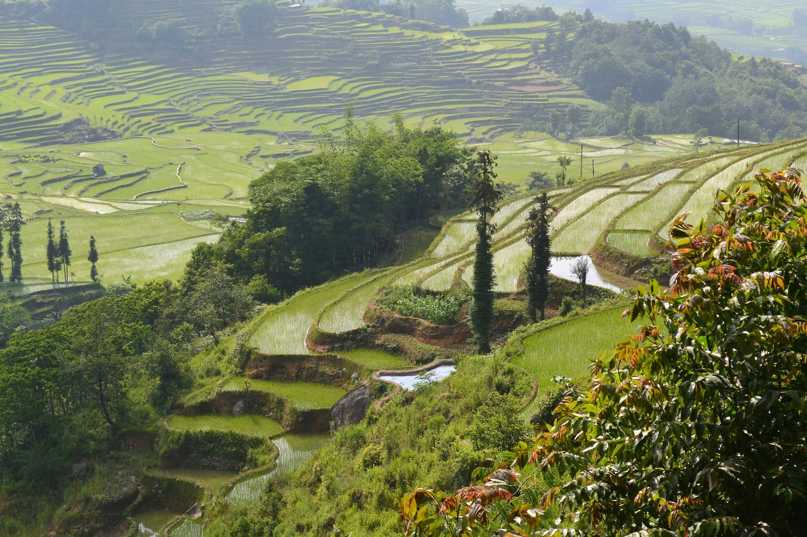 rice-paddies-yunnan